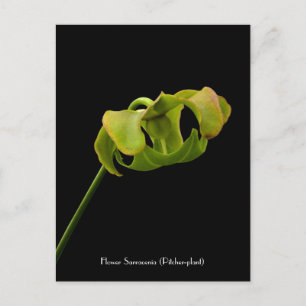Blommor från Pitcher Plant (Carnivar) Postcard Vykort