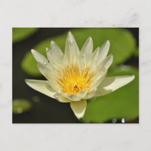 Blommor från vår - vykort