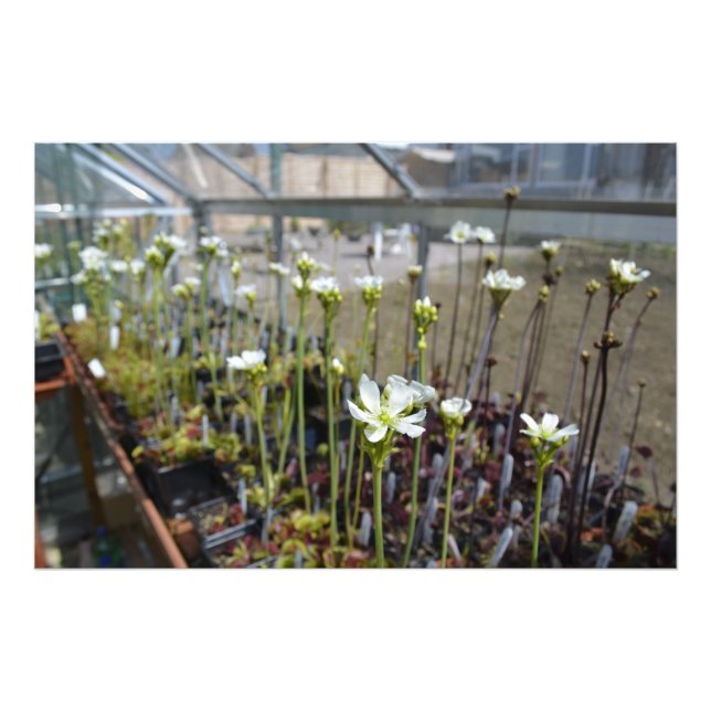 Blommor från Venus Flytraps Fototryck (Framsidan)