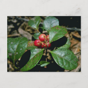 Blommor från Wintergreen (Gaultheria Procumbens) Vykort