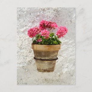 Blommor   Geranium i blomning i kruka Vykort