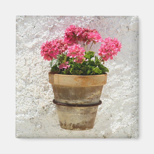 Blommor | Geranium i blomning i Pot Magnet (Framsidan)