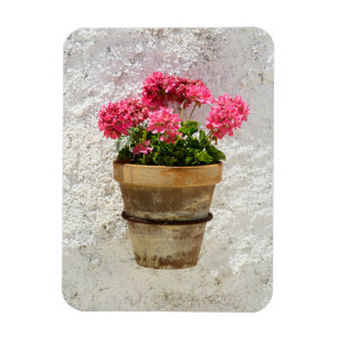 Blommor Geranium i blomning i Pot Magnet