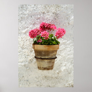 Blommor   Geranium i blomning i Pot Poster