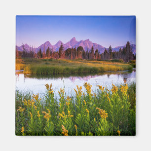 Blommor Grand Teton National Park Wyoming Magnet