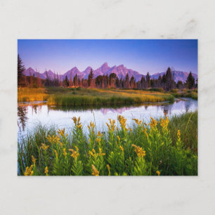 Blommor   Grand Teton National Park Wyoming Vykort