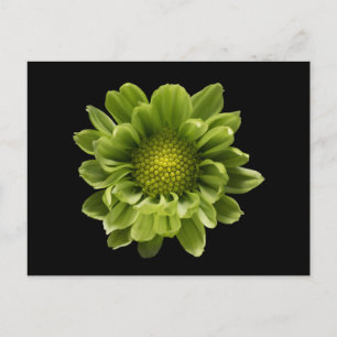 Blommor Grön Krysantemum Vykort