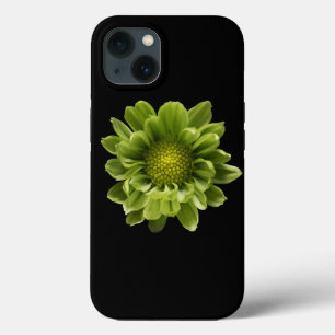 Blommor   Grönt Chrysanthemum