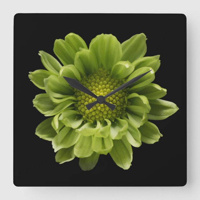 Blommor | Grönt Chrysanthemum Fyrkantig Klocka (Framsida)