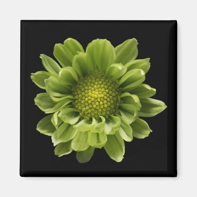 Blommor | Grönt Chrysanthemum Magnet (Framsidan)