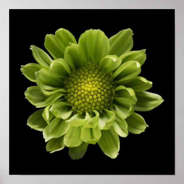 Blommor | Grönt Chrysanthemum Poster (Framsidan)
