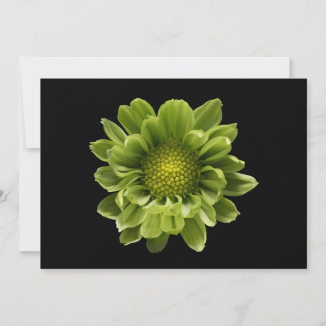 Blommor | Grönt Chrysanthemum Tack Kort (Framsida)