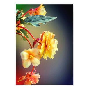 Blommor, Gula blommor, Petals-63158 Fototryck
