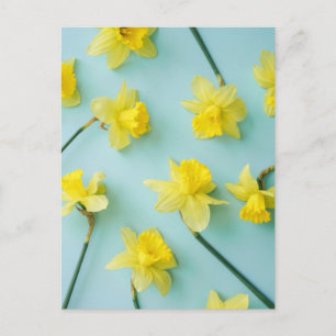 Blommor Gult Daffodils Vykort