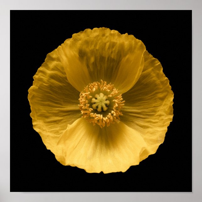 Blommor | Gult Poppy Poster (Framsidan)