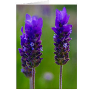 blommor hälsningskort