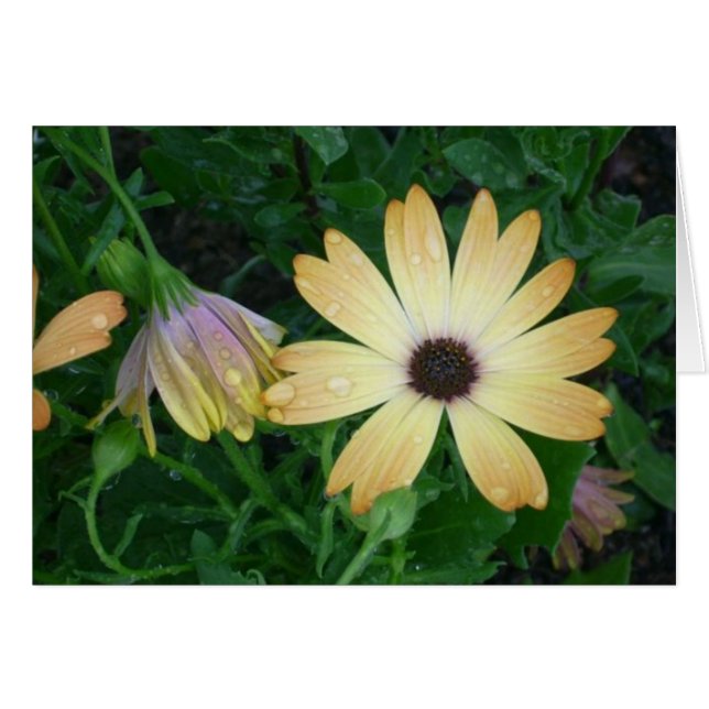 Blommor Hälsningskort (Framsidan Horizontal)