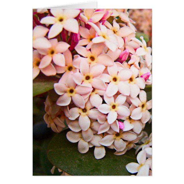 blommor hälsningskort (Framsidan)