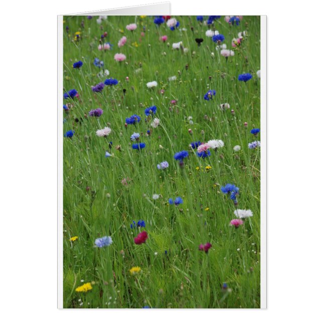 blommor hälsningskort (Framsidan)