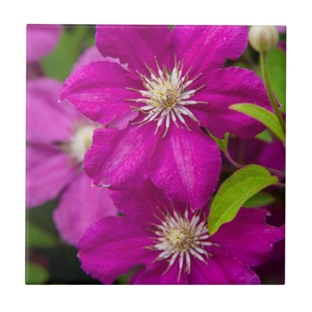 Blommor hos Robinette's Apple Haus and Gift Barn 2 Kakelplatta (Framsidan)
