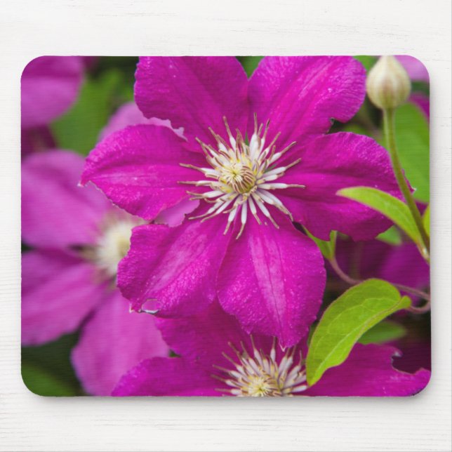 Blommor hos Robinette's Apple Haus and Gift Barn 2 Musmatta (Framsidan)