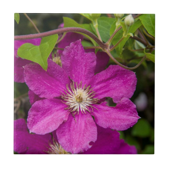 Blommor Hos Robinette's Apple Haus & Gift Barn Kakelplatta (Framsidan)