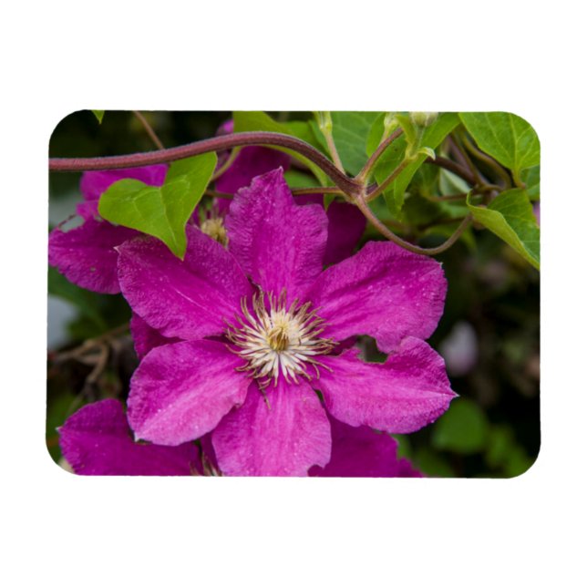 Blommor Hos Robinette's Apple Haus & Gift Barn Magnet (Horisontell)