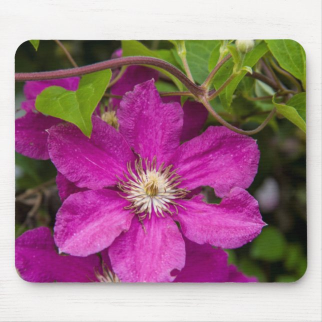 Blommor Hos Robinette's Apple Haus & Gift Barn Musmatta (Framsidan)