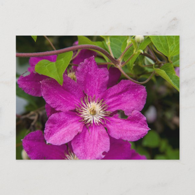 Blommor Hos Robinette's Apple Haus & Gift Barn Vykort (Framsida)