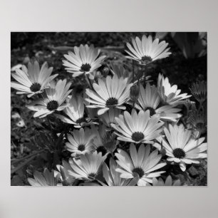 Blommor i afrikansk Daisy i svartvitt Poster