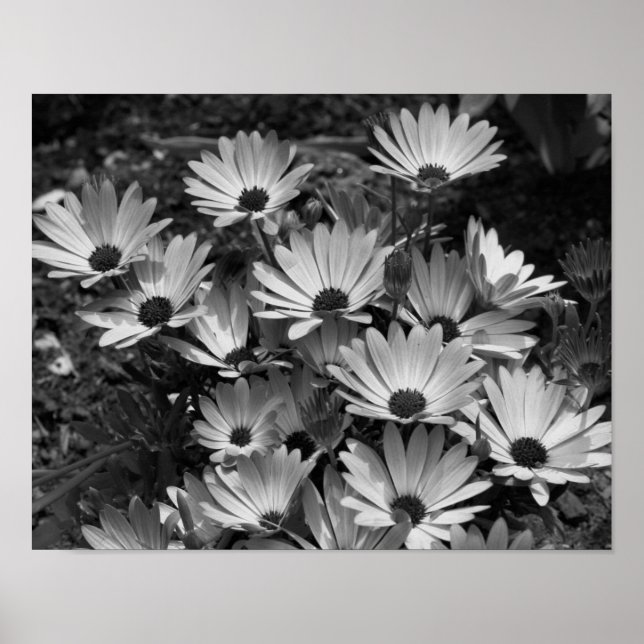 Blommor i afrikansk Daisy i svartvitt Poster (Framsidan)