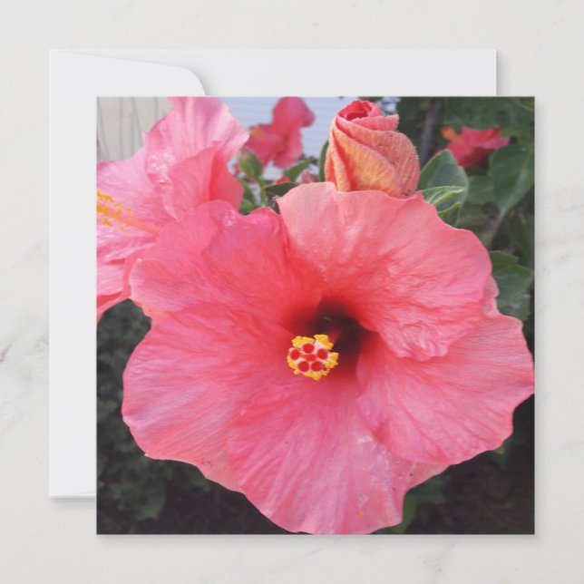 Blommor i Chania Crete, Grekland Julkort (Framsida)