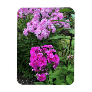 Blommor i Chateau Morrisette Winery, Floyd, VA Magnet
