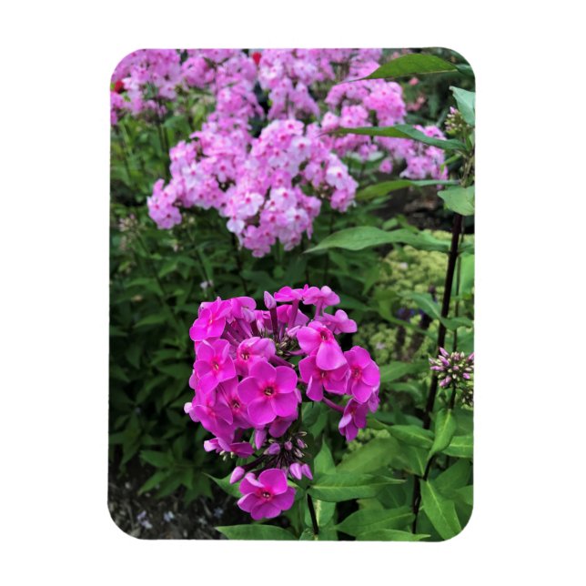 Blommor i Chateau Morrisette Winery, Floyd, VA Magnet (Vertikal)