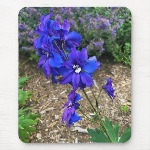 Blommor i Chateau Morrisette Winery, Floyd, VA Musmatta