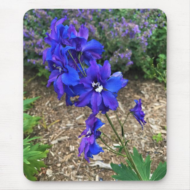 Blommor i Chateau Morrisette Winery, Floyd, VA Musmatta (Framsidan)