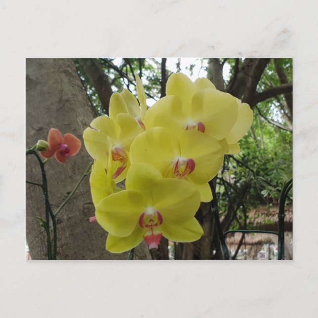 Blommor i Chiang Mai Thailand Vykort (Framsida)