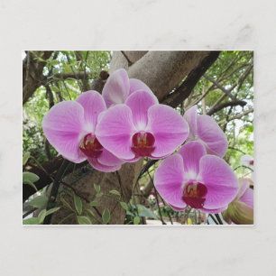 Blommor i Chiang Mai Thailand Vykort