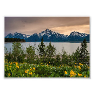 Blommor i Colter Bay Fototryck