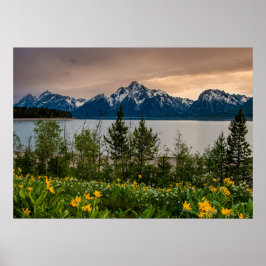 Blommor i Colter Bay Poster