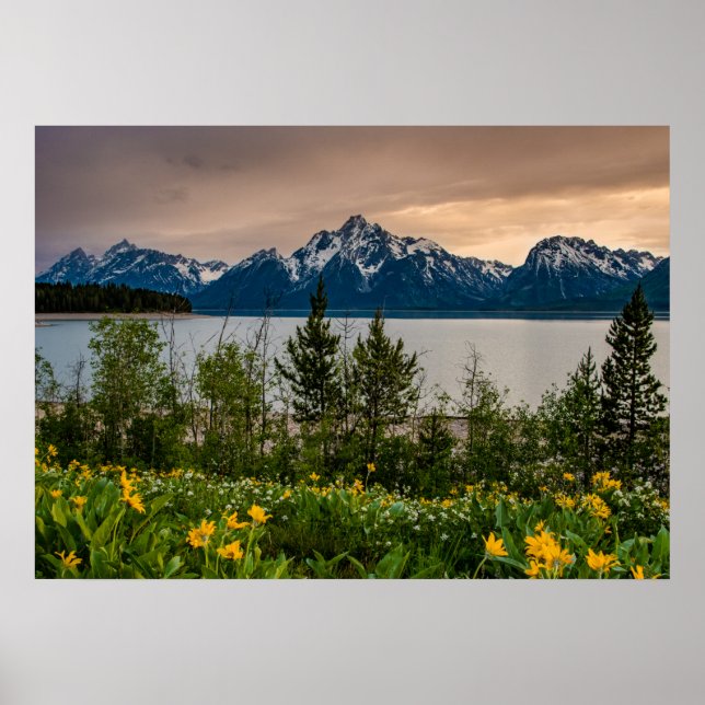 Blommor i Colter Bay Poster (Framsidan)