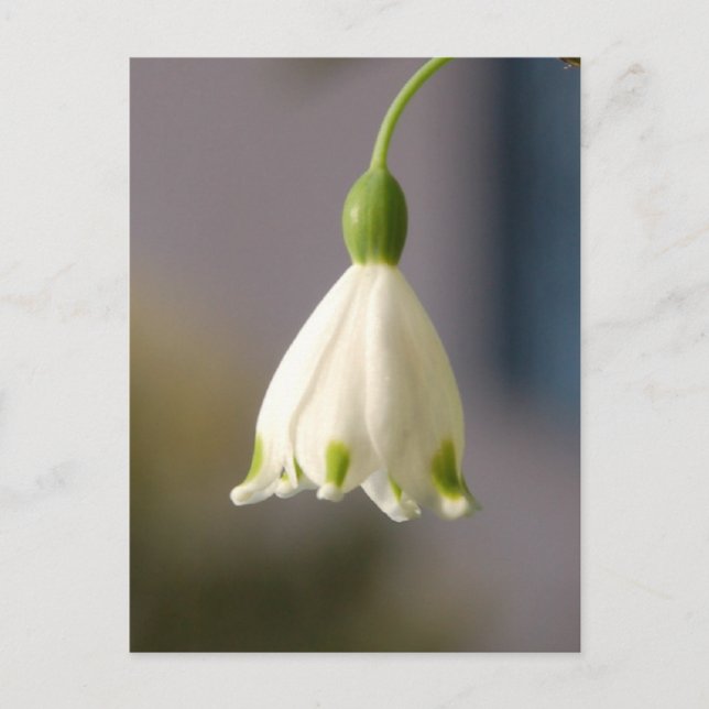 Blommor i en klänning vykort (Framsida)