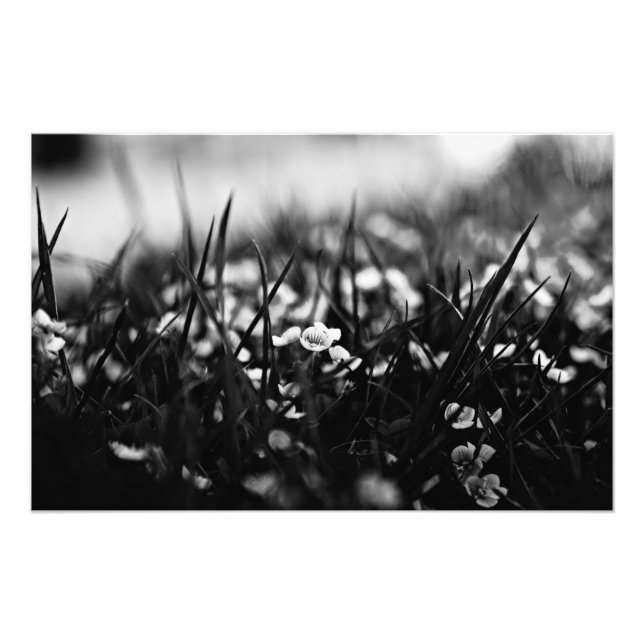 Blommor i fält i vår fototryck (Framsidan)