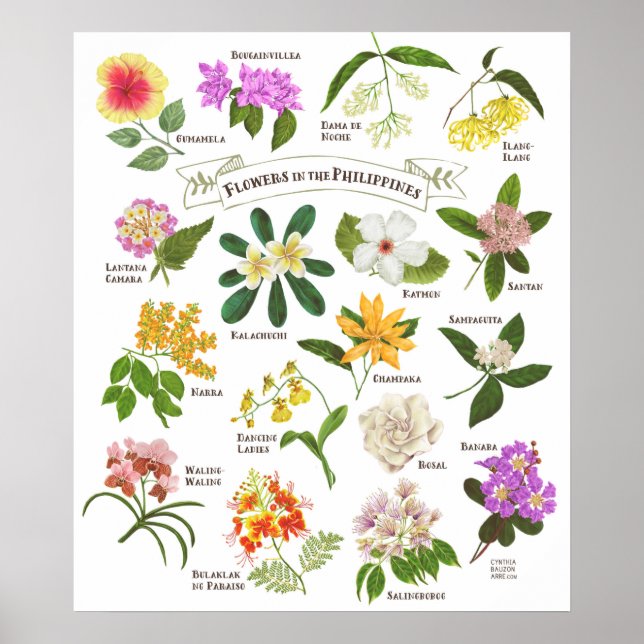 Blommor i Filippinerna Poster (Framsidan)