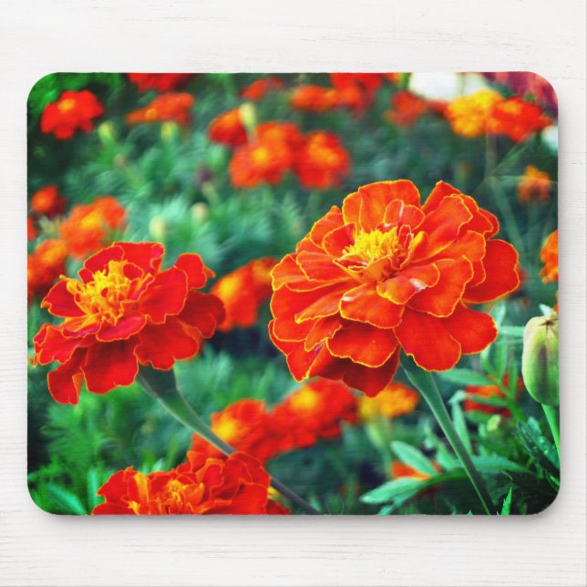 Blommor i Garden Musmatta (Framsidan)