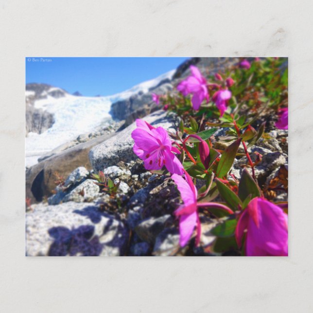 Blommor i Gilkey Trench Vykort (Framsida)