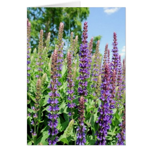 Blommor i Himlar OBS Kort (Framsidan)