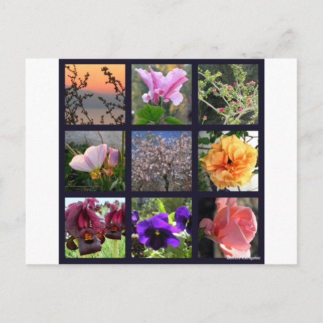 Blommor i Israel Vykort (Framsida)