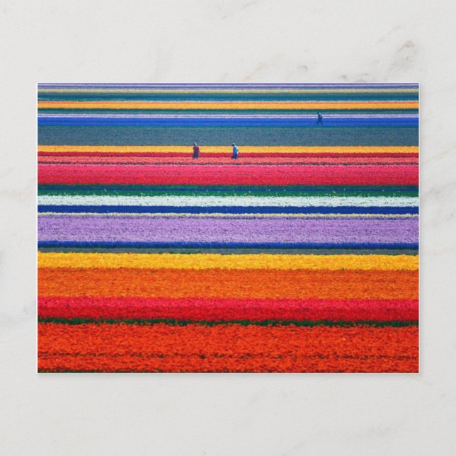 Blommor i Keukenhof Dutch show gardens Vykort (Framsida)