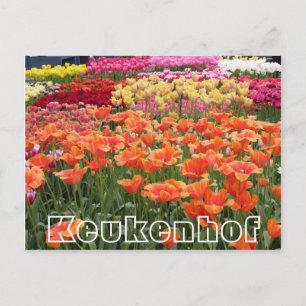 Blommor i Keukenhof, orange, gult och rött Vykort